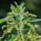 stinging nettle, plant, nature-5525051.jpg